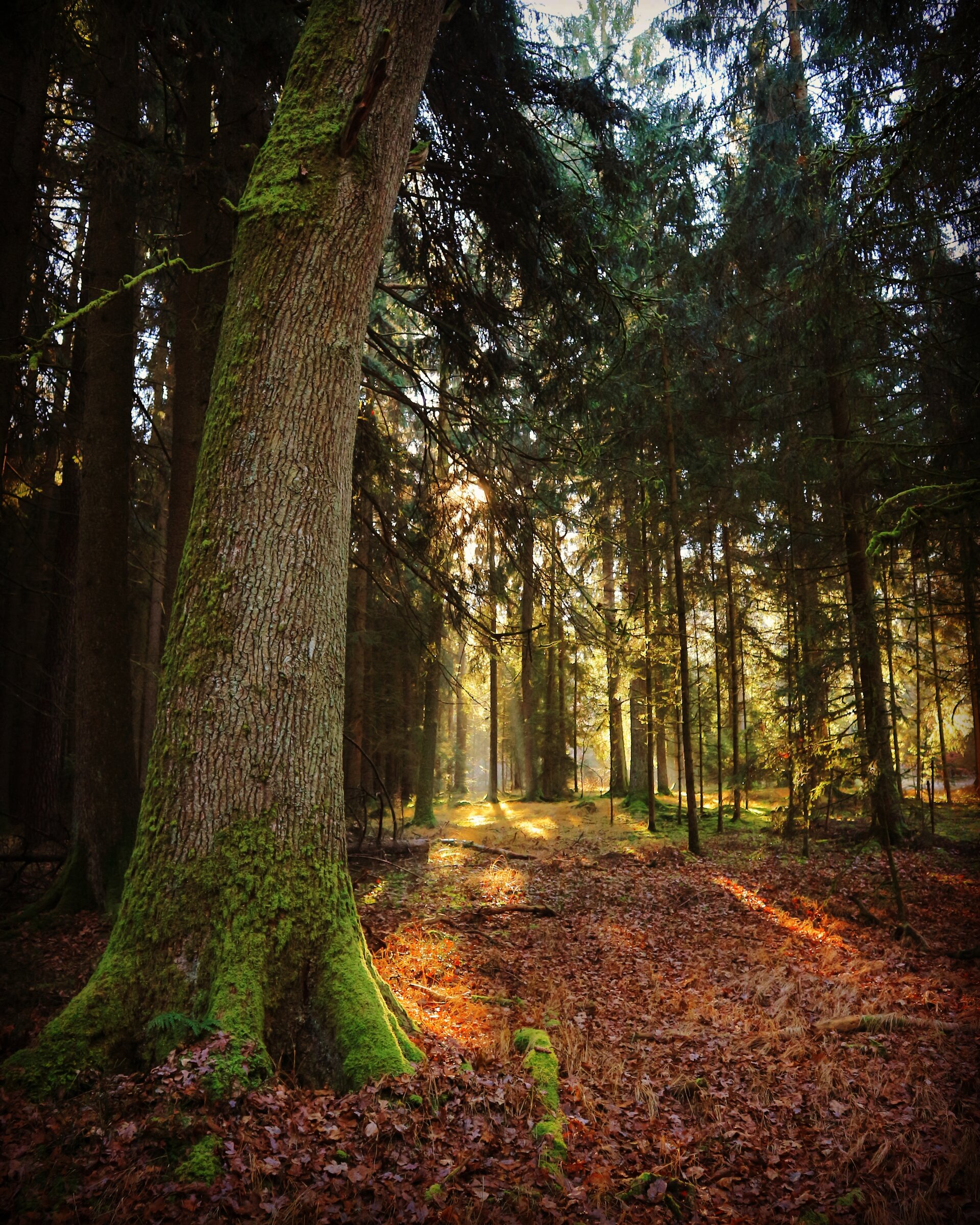 Wald | © DAV Neumarkt - Maximilian Meier Wald | © DAV Neumarkt - Maximilian Meier